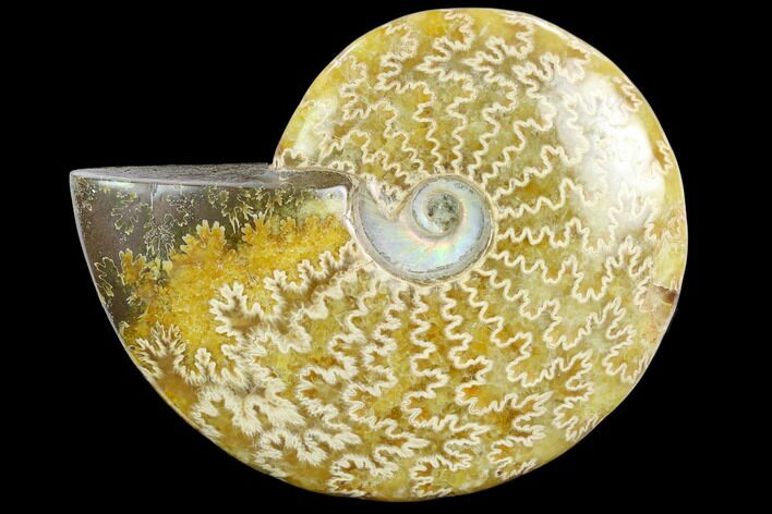 Polished Ammonite (Cleoniceras) Fossil - Madagascar #127205